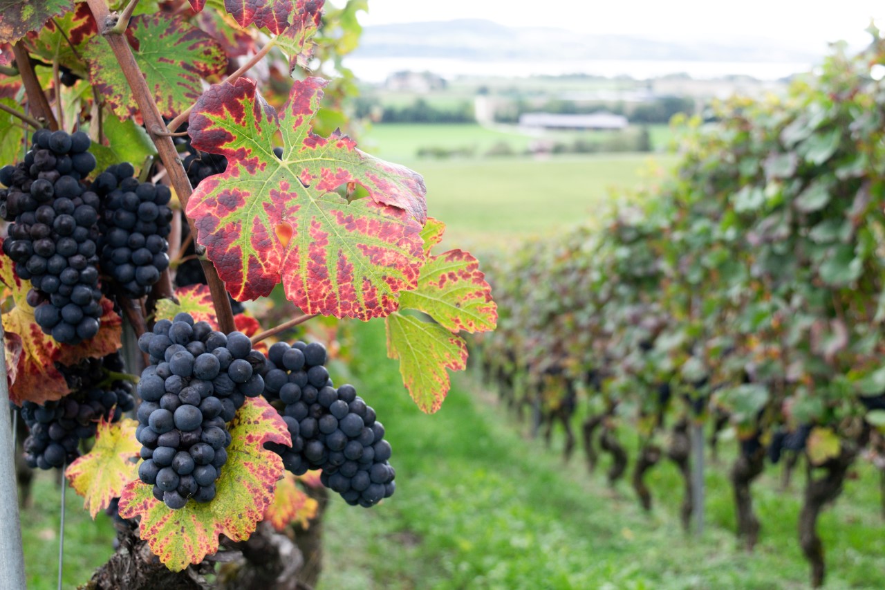 Accord Mets & Vins – 09 mai 2025